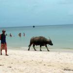 A boy walks a water buffalo along the beach in Cambodia