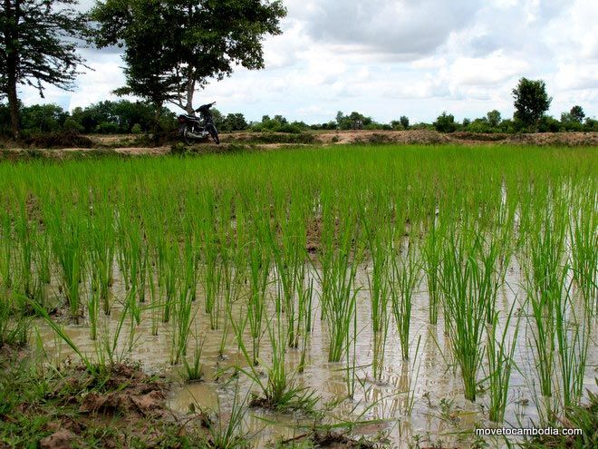 Cambodian rice paddy