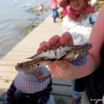 Kep Crab Market