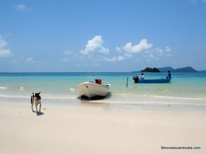 Koh Rong dogs