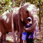 Lucky the elephant giving a hug