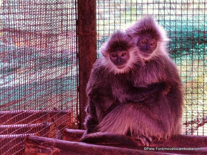 A pair of newly arrived silver langurs