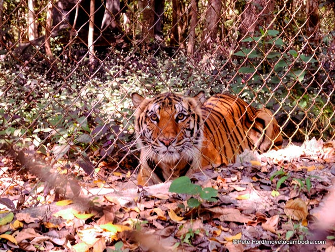 Tiger at Phnom Tamao Wildlife Rescue Center