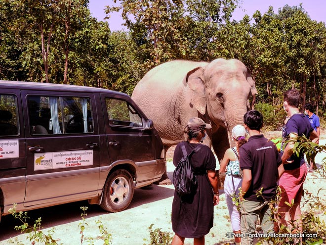 Lucky the elephant crossing the street at Phnom Tamao Wildlife Center