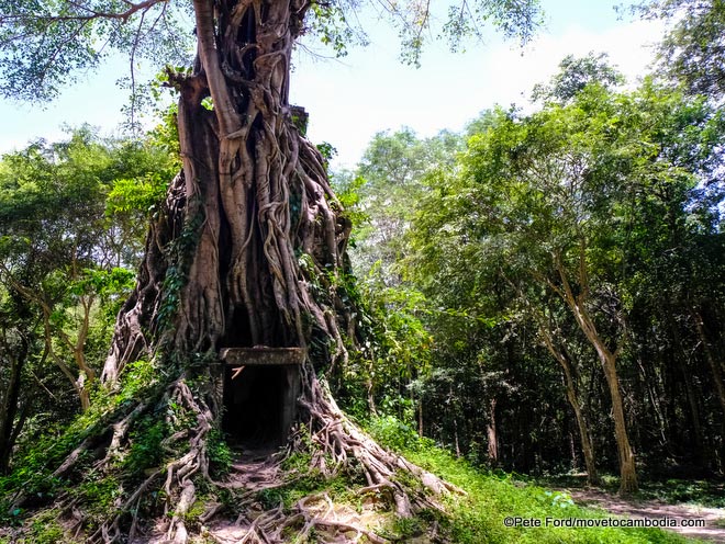 Sambor Prei Kuk banyon tree temple