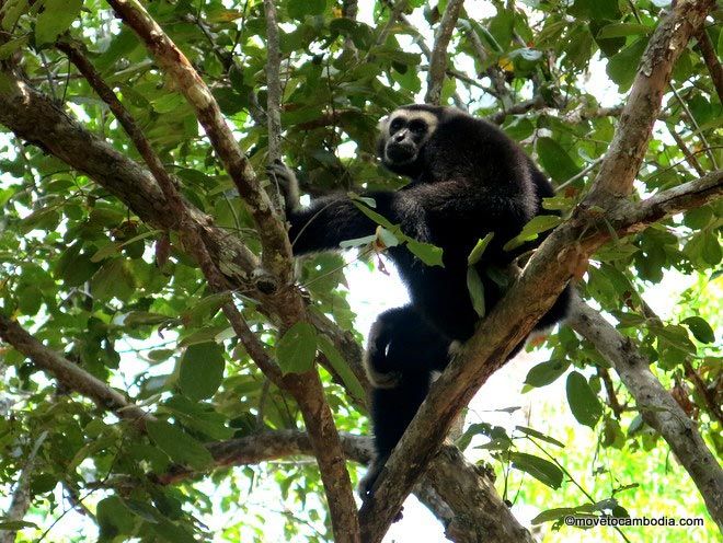 Siem Reap gibbons tour