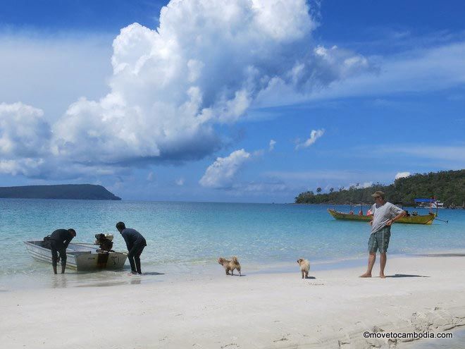 Sihanoukville dogs