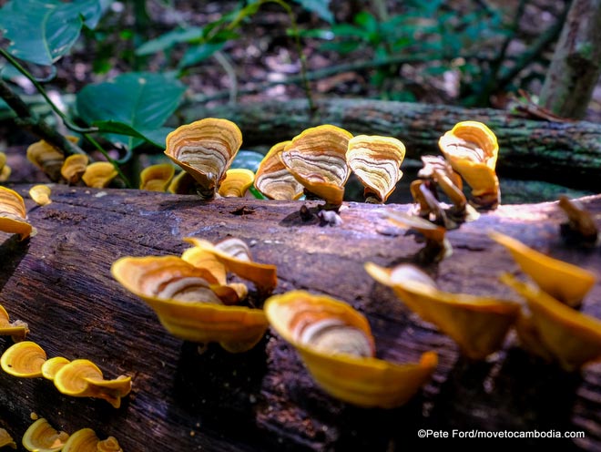 Forest mushrooms Cambodia