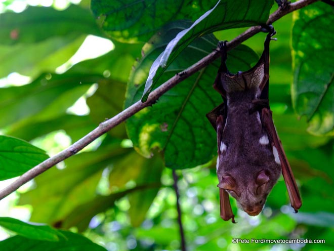 BeTreed Adventures, ecotourism in Preah Vihear province – Move to Cambodia