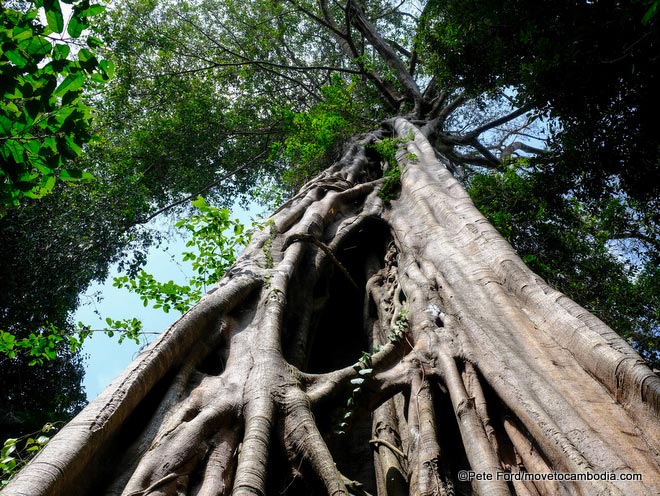 Preah Vihear forest