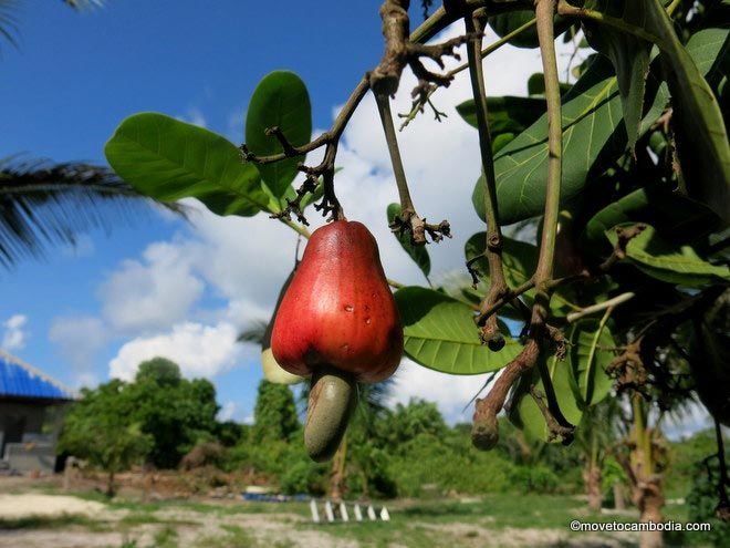 Koh Rong Sanloem plants