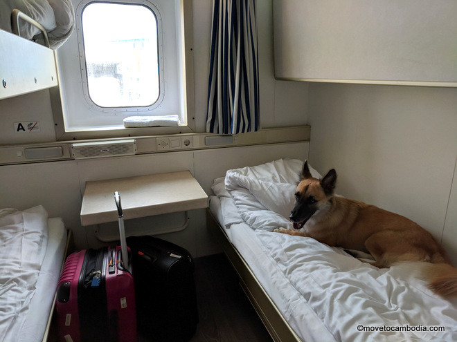 dog in pet friendly cabin on the Amsterdam Newcastle ferry