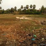 Cambodia litter