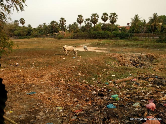 Cambodia litter