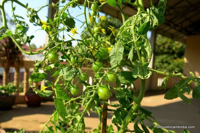 tomatoes on the roof