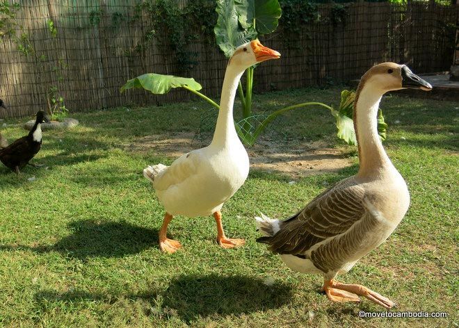 homestead geese in Cambodia