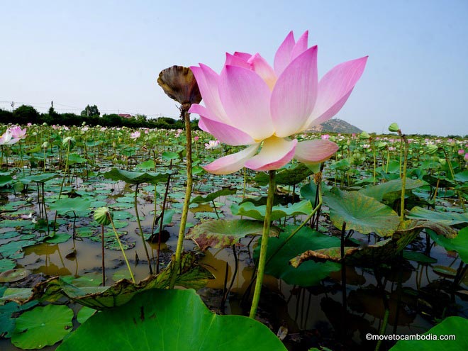 Cambodia mental health