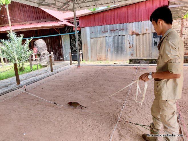 APOPO demining rats